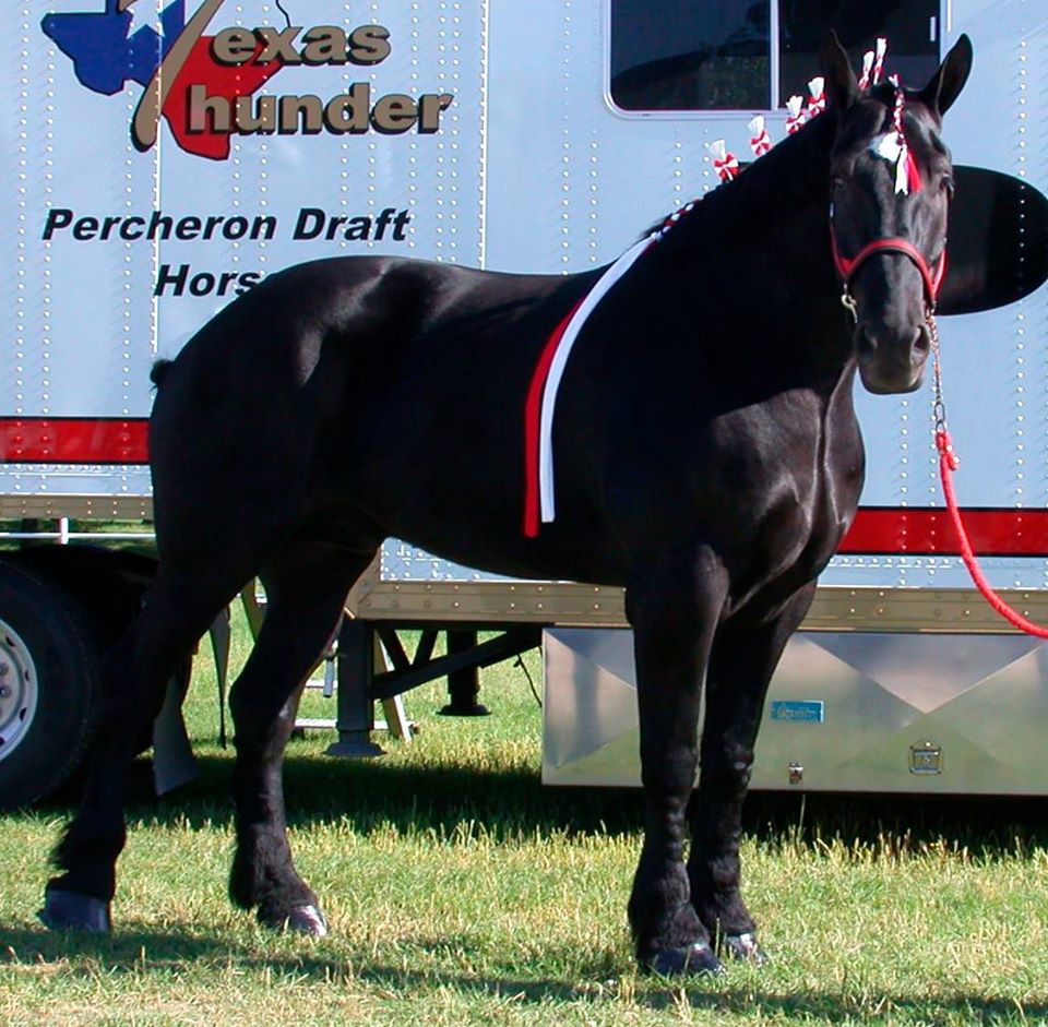 Percheron Horses